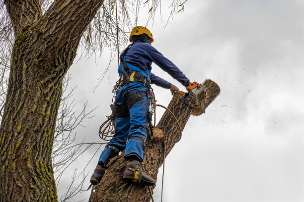 Tree and Shrub Care in Heyworth, IL